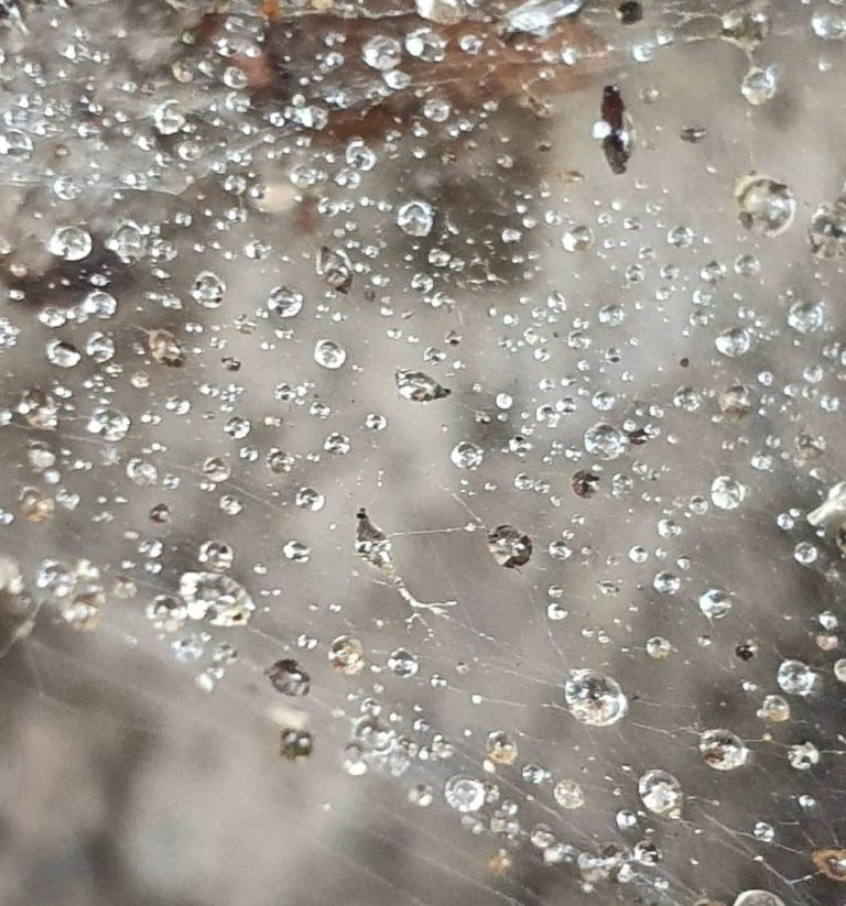 Liilia Link Manchmal geht die Farbe im Leben verloren Liilia Link Wassertropfen, welche sich ein eimem Spinnennetz verfangen haben und ihre Tropfenform behalten haben